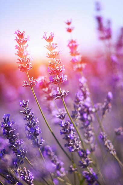 Lavender in sunset stock photo