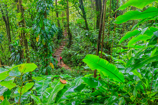 Hiker walking on the Vermont Nature Trail in the tropical rainforest on mainland Saint Vincent. Saint Vincent & the Grenadines.