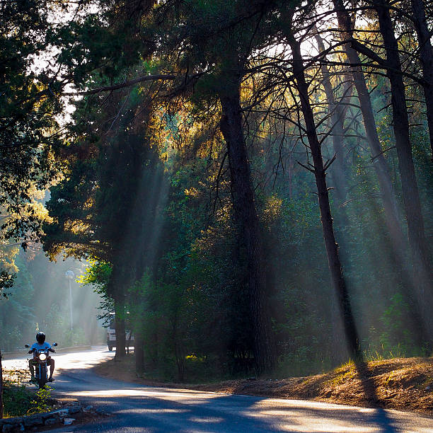 Motorcycle rider riding through a forest.