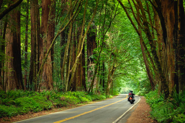 istock Avenue of the Giants 155442199