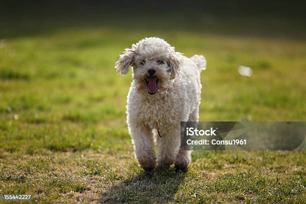 Caniche De Contenido Foto de stock y más banco de imágenes de Aire libre - Aire libre, Alegría, Caniche