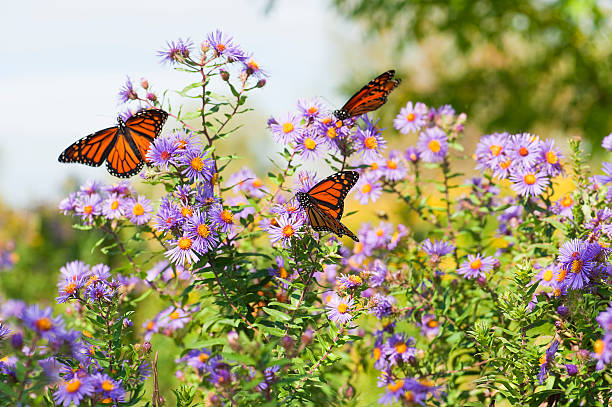 Several monarch butterflies feeding on blooming aster in the Autumn.