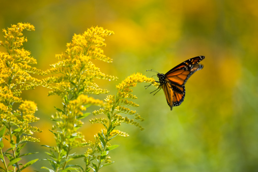 A monarch butterfly with its wings in motion feeding on wild goldenrod in the Autumn.
