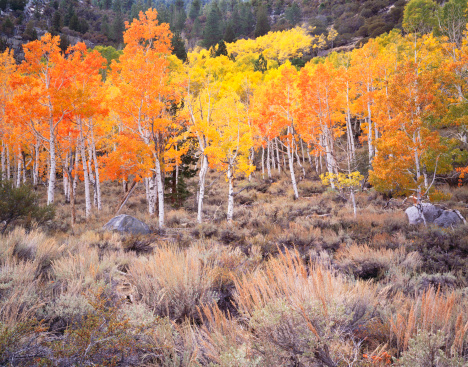 California's Sierra Nevada Mountains comes alive with autumn Aspen trees