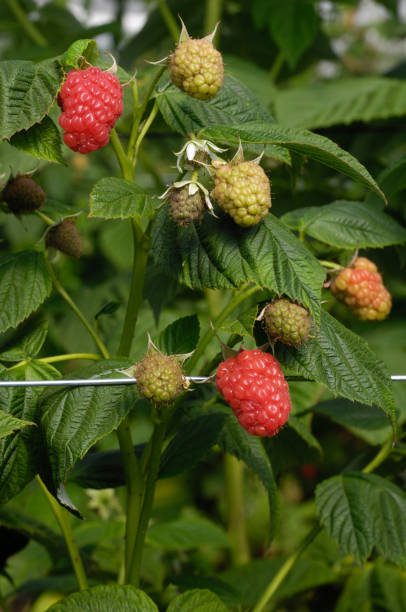 close-up of ripening raspberries en la vid - raspberry berry vine berry fruit fotografías e imágenes de stock