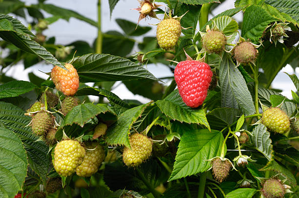 close-up of ripening raspberries en la vid - raspberry berry vine berry fruit fotografías e imágenes de stock