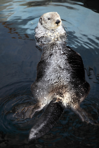 Wet Eurasian otter (Lutra lutra) in Warsaw Zoo