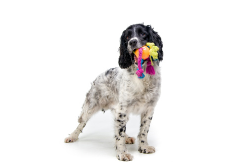 English Springer Spaniel with a brightly coloured dog toy