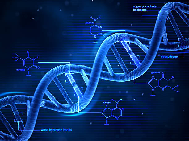 dna - cytosine - fotografias e filmes do acervo