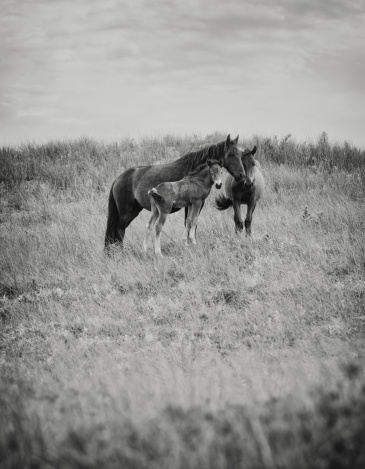 Foal horse in spring field on farm closeup, black and white.