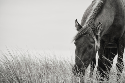 POV: Dark brown-coated horse gazes at the picturesque spring colored countryside while exploring the ranch with owner. Horseback riding in the scenic Slovenian countryside on a beautiful summer day.