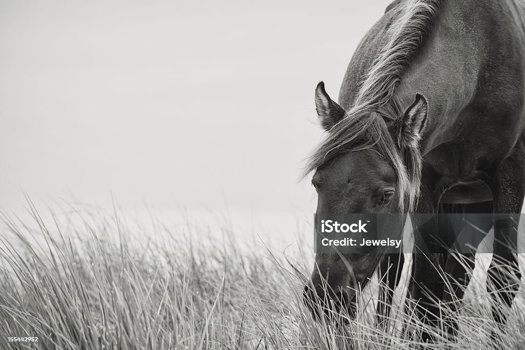 Sable Horse A Sable Island wild stallion grazing on blades of marram grass in the sand dunes. A rare glimpse into the world of Sable Island. Horse Stock Photo