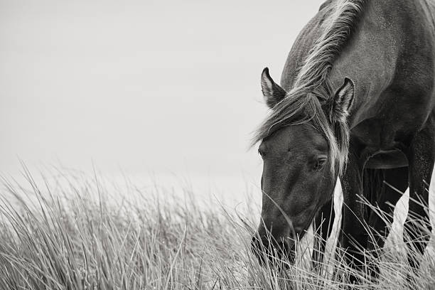 Sable Horse A Sable Island wild stallion grazing on blades of marram grass in the sand dunes. A rare glimpse into the world of Sable Island. horse family photos stock pictures, royalty-free photos & images