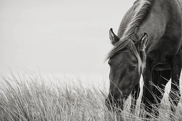 Photo of Sable Horse