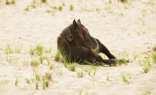 A Sable Island wild horse playfully rolling around in the sand dunes. A rare glimpse into the world of Sable Island.