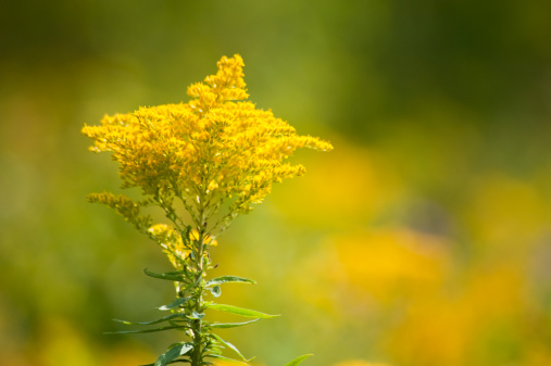 A macro capture of a blooming goldenrod weed with a natural vibrant background in the early autumn.