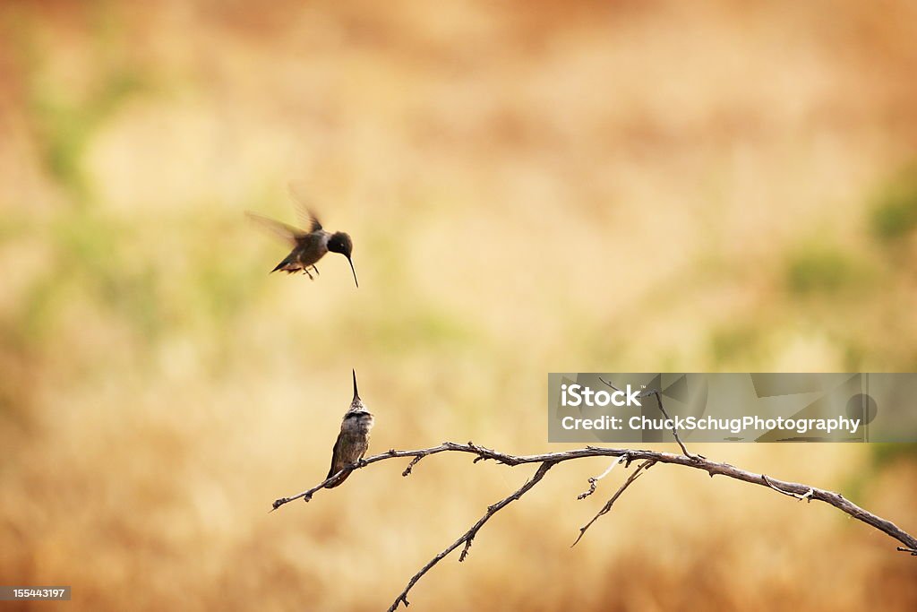 Colibri s'accoupler paire Trochilidae - Photo de Arizona libre de droits