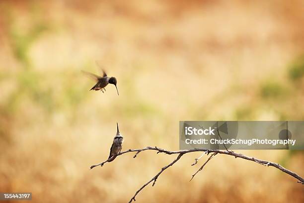 Photo libre de droit de Colibri Saccoupler Paire Trochilidae banque d'images et plus d'images libres de droit de Arizona - Arizona, Migration des animaux, Oiseau