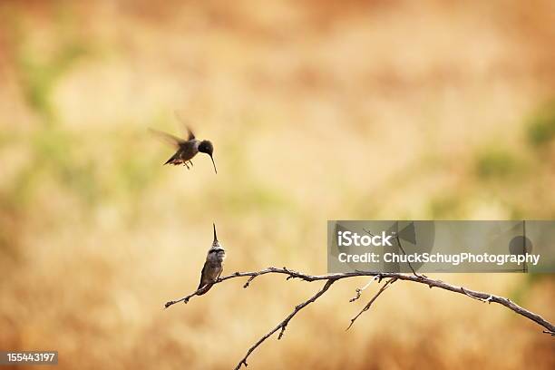 Hummingbird 嵌合ペア Trochilidae - アリゾナ州のストックフォトや画像を多数ご用意 - アリゾナ州, 動物の移動, 鳥
