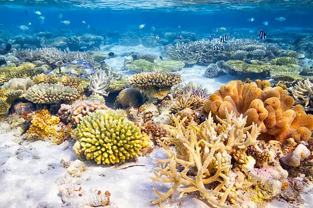 colorful coral reef on maldives