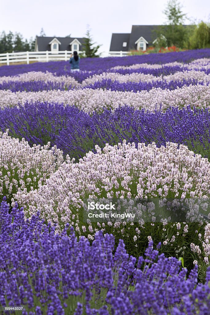 Tappo lavanda - Foto stock royalty-free di Aiuola