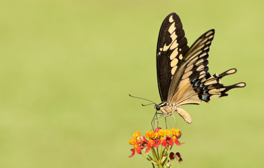 Black Swallowtail butterfly feeding on milkweed, with copy space.