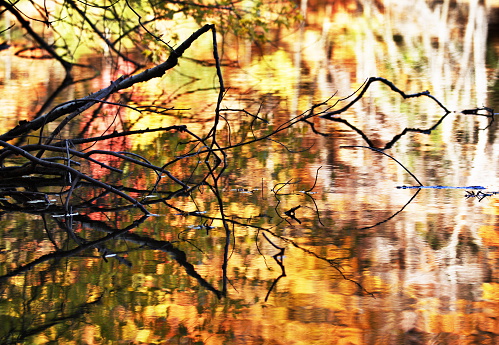 Colorful Autumn foliage and white birch trees color a lake surface with their vibrant reflection while a chaotic group of branches and their reflection create interest as well - combining for a beautiful nature abstract.  Trott Lake, Irondequoit, New York.