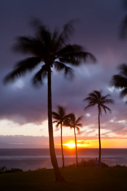 istock Palm Tree Sunset At Napili Point, Maui 155443430