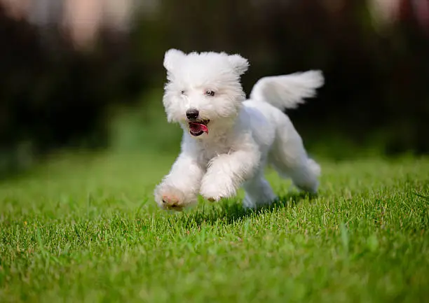 Cute Little Dog Fast Running On Lawn