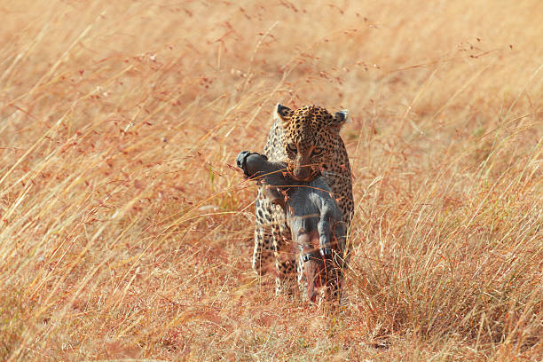 Female leopard in Masai Mara Female leopard walking in grass and carrying its pray in its mouth - young baby warthog, Masai Mara, Kenya prowling stock pictures, royalty-free photos & images