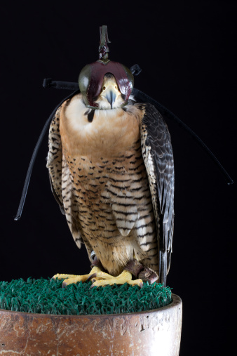 The Peregrine Falcon (Falco peregrinus), also known as the Peregrine, and historically as the Duck Hawk in North America, is a widespread bird of prey in the family Falconidae. A large, crow-sized falcon, it has a blue-grey back, barred white underparts, and a black head and 