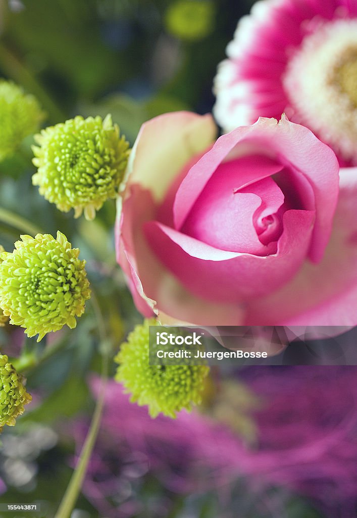 Pink rose - Lizenzfrei Bildschärfe Stock-Foto