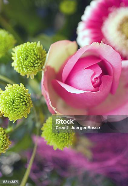 Pink Rose Stockfoto und mehr Bilder von Bildschärfe - Bildschärfe, Blume, Blumenbouqet