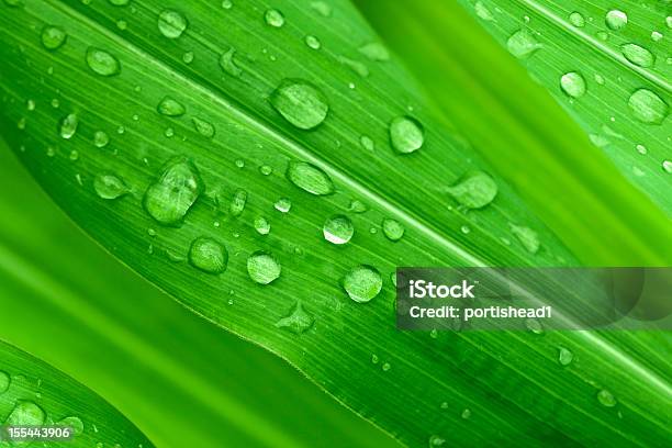 Grüne Blätter Stockfoto und mehr Bilder von Blatt - Pflanzenbestandteile - Blatt - Pflanzenbestandteile, Botanik, Farbbild