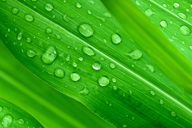 istock Green leaves with water droplets 155443906