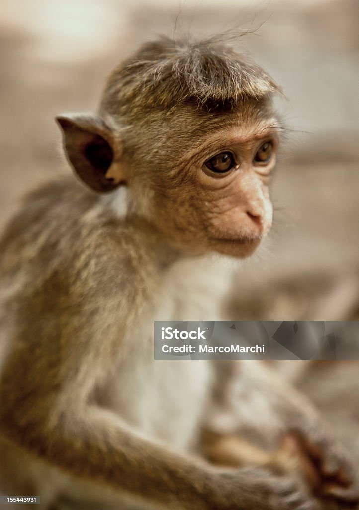 원숭이 - 로열티 프리 국가 관광명소 스톡 사진