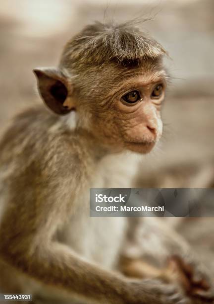 Macacos - Fotografias de stock e mais imagens de Amor - Amor, Animal, Animal selvagem
