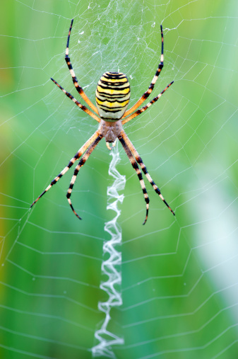 Close-up of a garden spider (araneus) hanging by a silk thread. The background is dark. The spider's hairs are clearly visible.