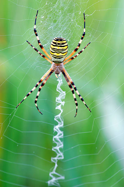 wasp spider on web - getingspindel bildbanksfoton och bilder
