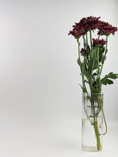istock close up of plants with water drop as a background concept 1554441568