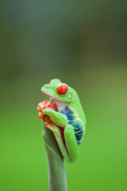 istock Frog on a plant in its natural environment 155444208