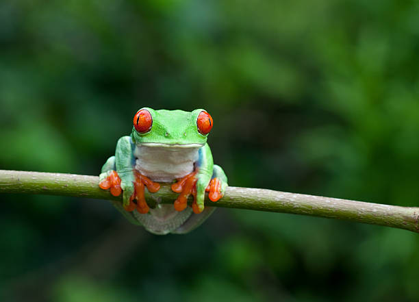 istock Frog on a plant in its natural environment 155444220