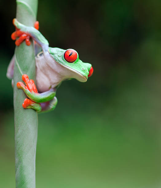 istock Frog on a plant in its natural environment 155444223