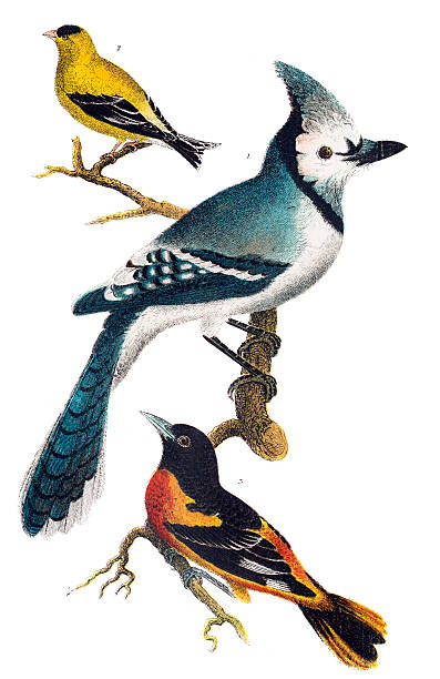 American Bird Engravings Vintage American Bird Engravings - Illustrations songbird illustrations stock illustrations