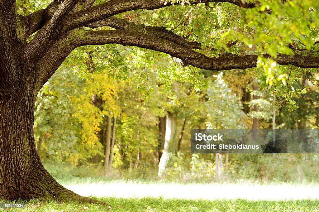 Old Oak Tree Canopy, Trunk and Horizontal framing Branch. Old Oak Tree Canopy, Trunk and Horizontal framing Branch in late Summer. Autumn Stock Photo
