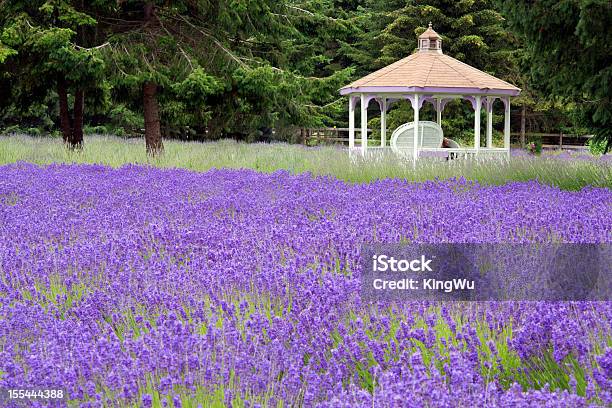 Lavanda Farm Campo - Fotografias de stock e mais imagens de Belveder - Belveder, Cor de Lavanda, Quinta