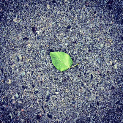 abstract composition of a green leaf on asphalt conjures notions of environmental contrasts.  square composition taken in albuquerque, new mexico.  