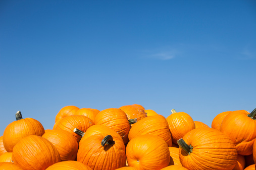 Real pumpkins with blue sky, taken with fisheye lens