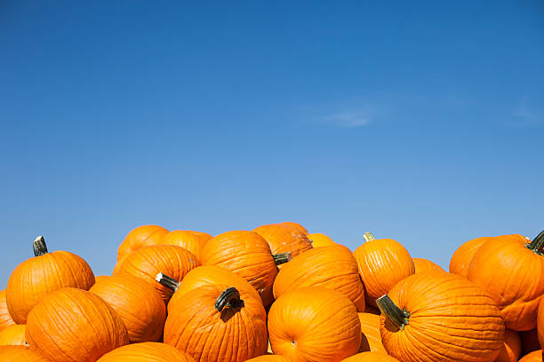 Pumpkins stock photo