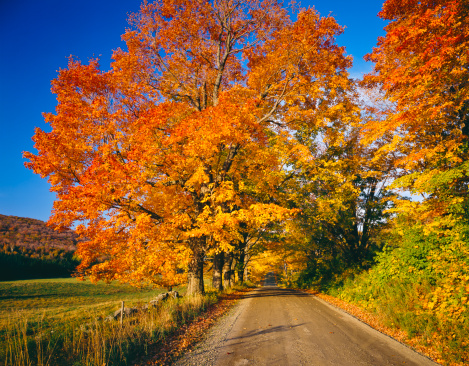 Country Dirt Road Lined With Autumn Foliage Of Orange And Yellow Sugar Maples In Vermont, USA
